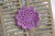 mała-serwetka-na-szydełku-do-scrapbookingu-6cm-ciemny-wrzos.jpg